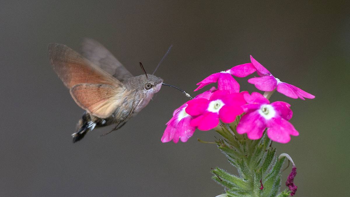 Fot. Wikipedia CC BY-SA Jerzy Strzelecki