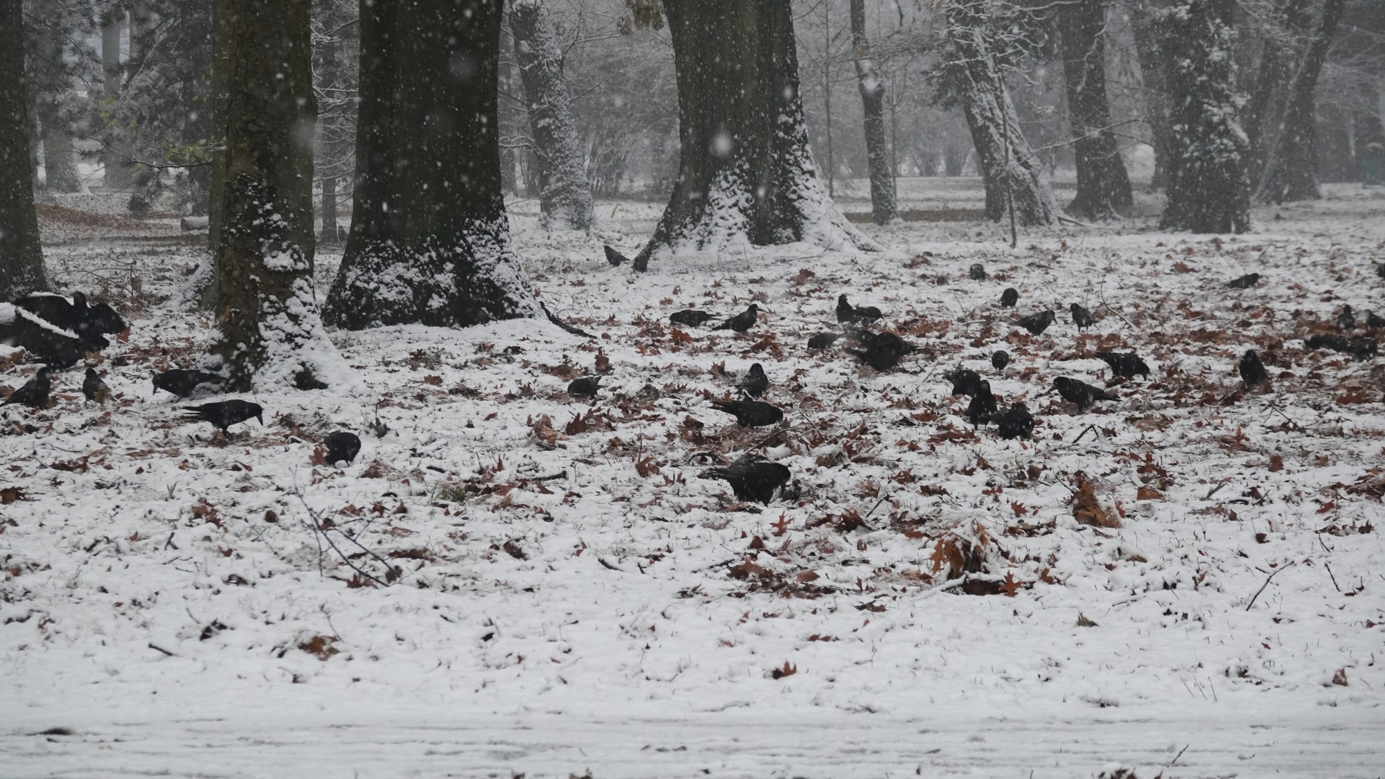 Oblicza zimy - zdjęcie 24