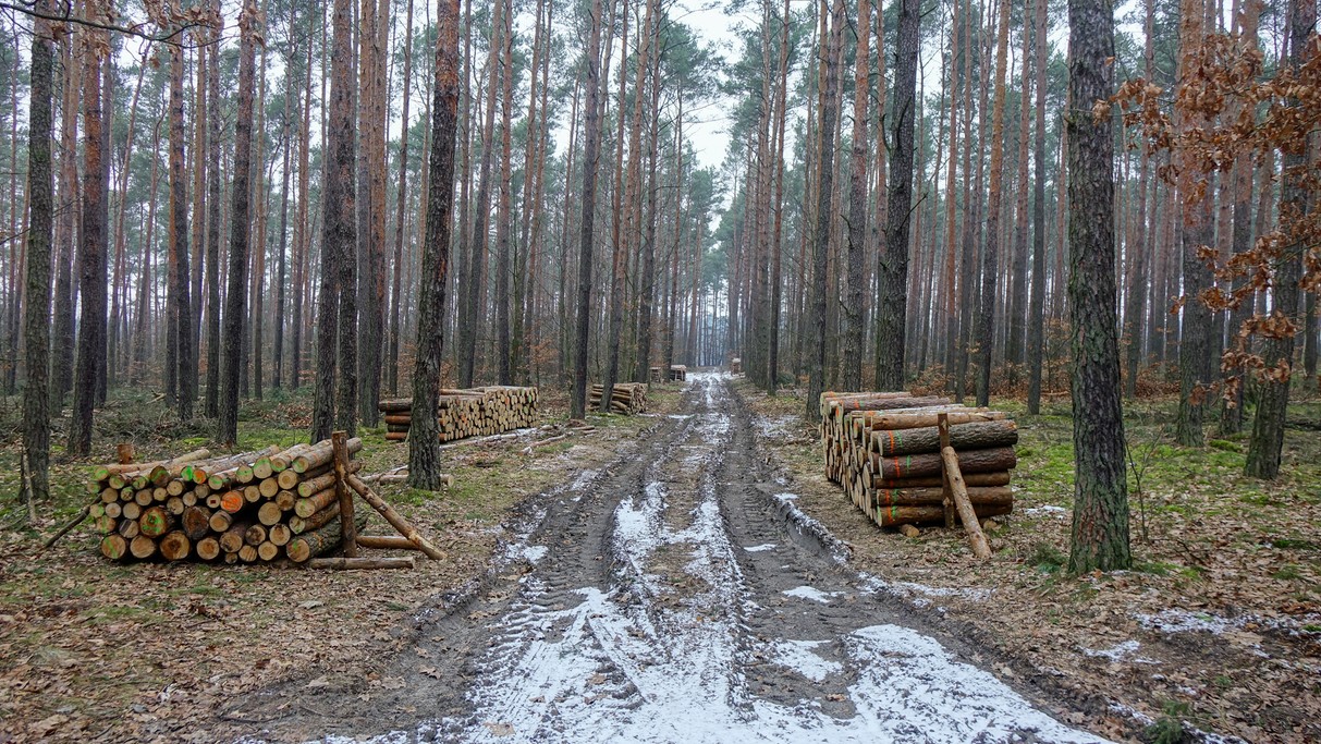 Styczeń w obiektywie - zdjęcie 25