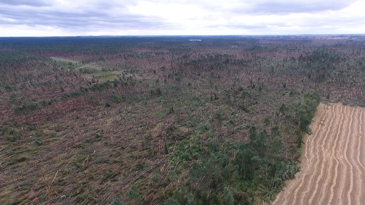 Lasy Państwowe: straty w drewnie opiewają na 6,6 mln metrów sześciennych