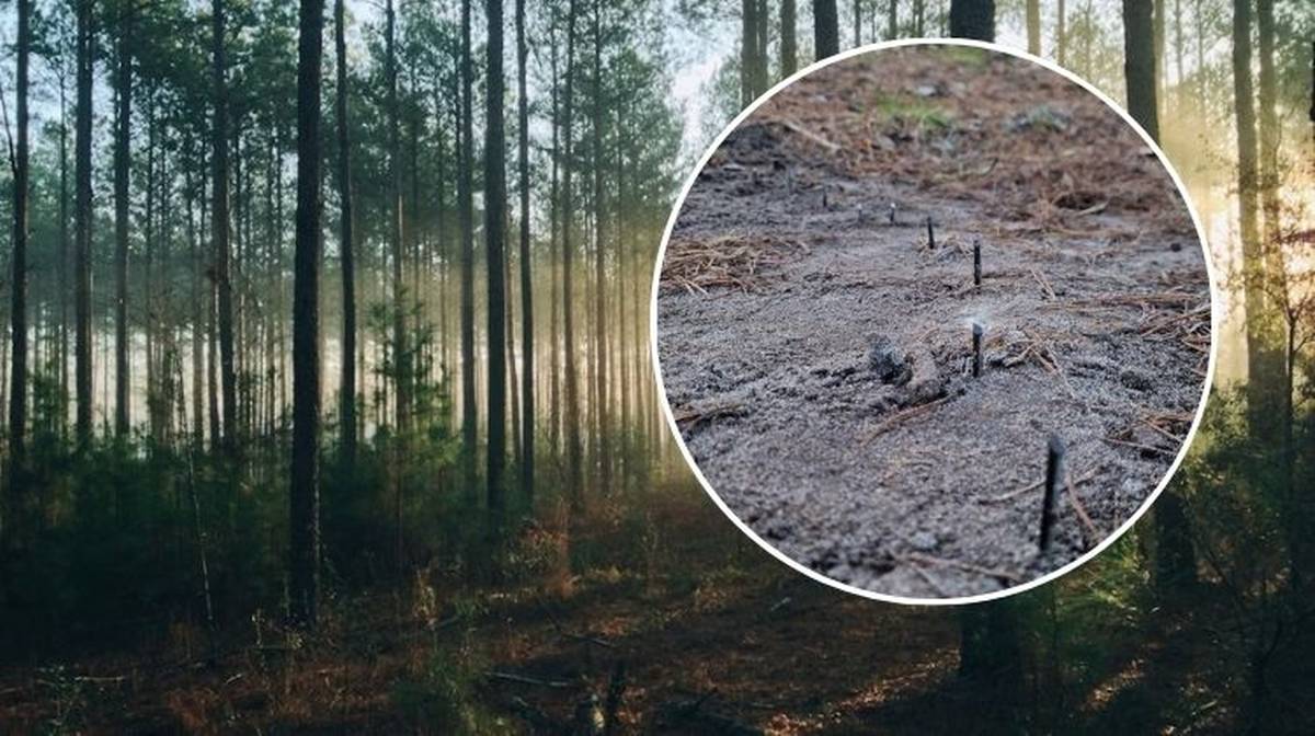 Groźna pułapka czyhała na leśnej drodze. Natknęli się na ostre pręty