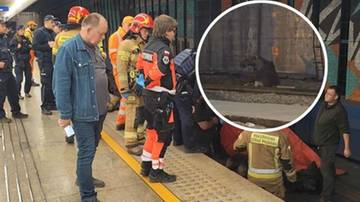 Łoś na torach dworca w Warszawie. Możliwe opóźnienia pociągów