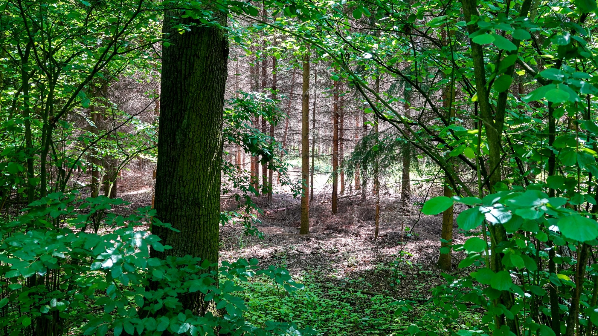 Uroki zielonej pory roku - zdjęcie 20