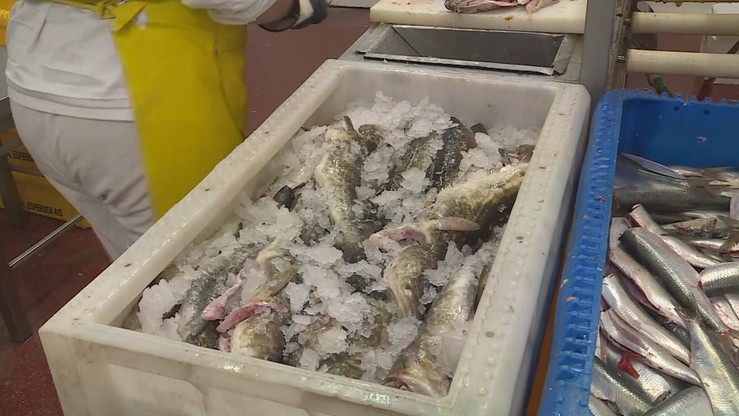 Komisja Europejska wprowadza zakaz połowów dorsza we wschodniej części Morza Bałtyckiego