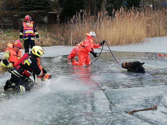 Akcja ratunkowa na jeziorze. Strażacy ocalili konia, który wpadł pod lód [WIDEO]