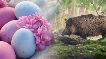 Wielkanocne pisanki i dzik w lesie, ilustrujące temat afrykańskiego pomoru świń w Niemczech.