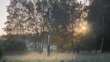 Mgła i miejscami deszcz. Prognoza pogody na pierwsze dni grudnia