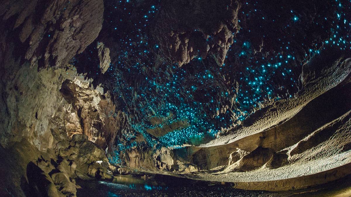 Niezwykłe zjawisko bioluminescencji można podziwiać w jaskiniach Waitomo w Nowej Zelandii