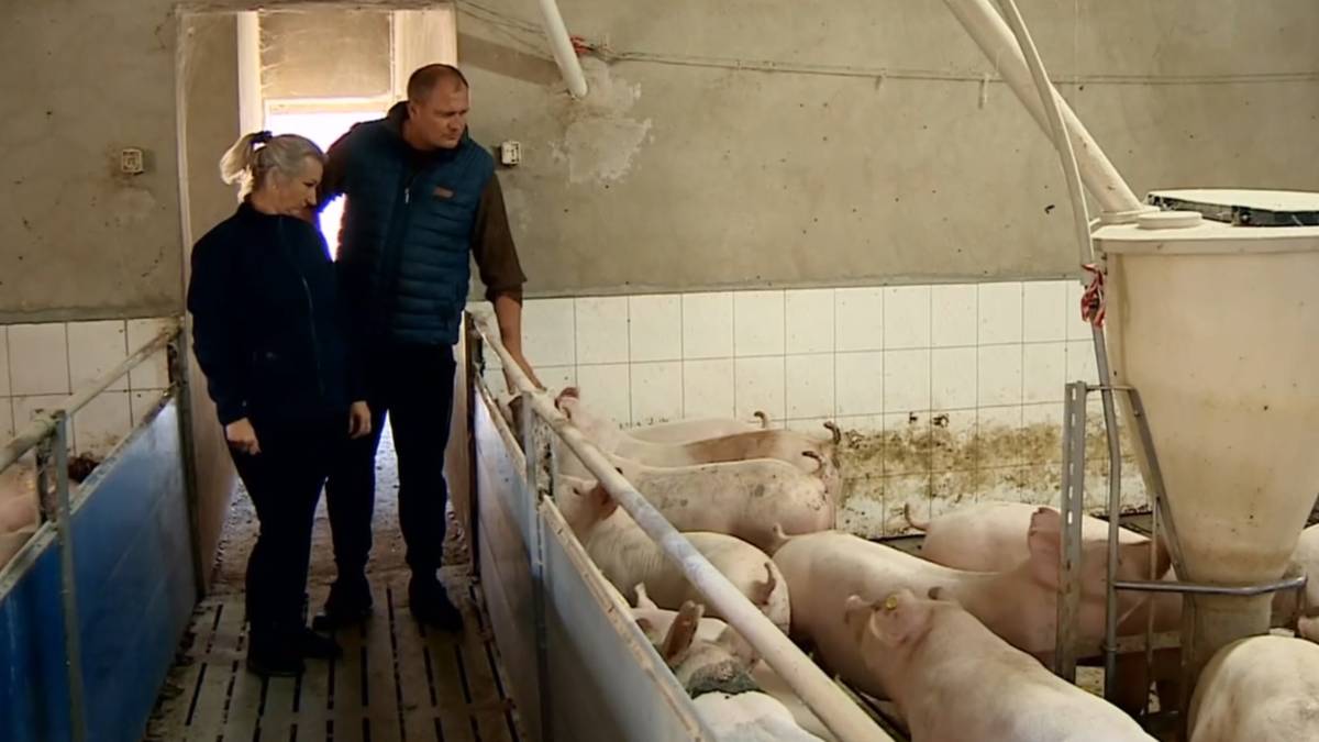 Kara dla rolnika za smród z chlewni. Minister zapowiada nową ustawę