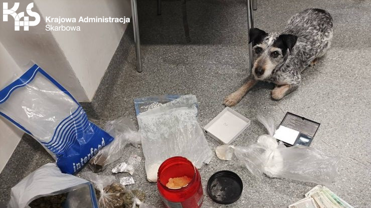 Pies Edek wykrył narkotyki. Pomógł funkcjonariuszom KAS