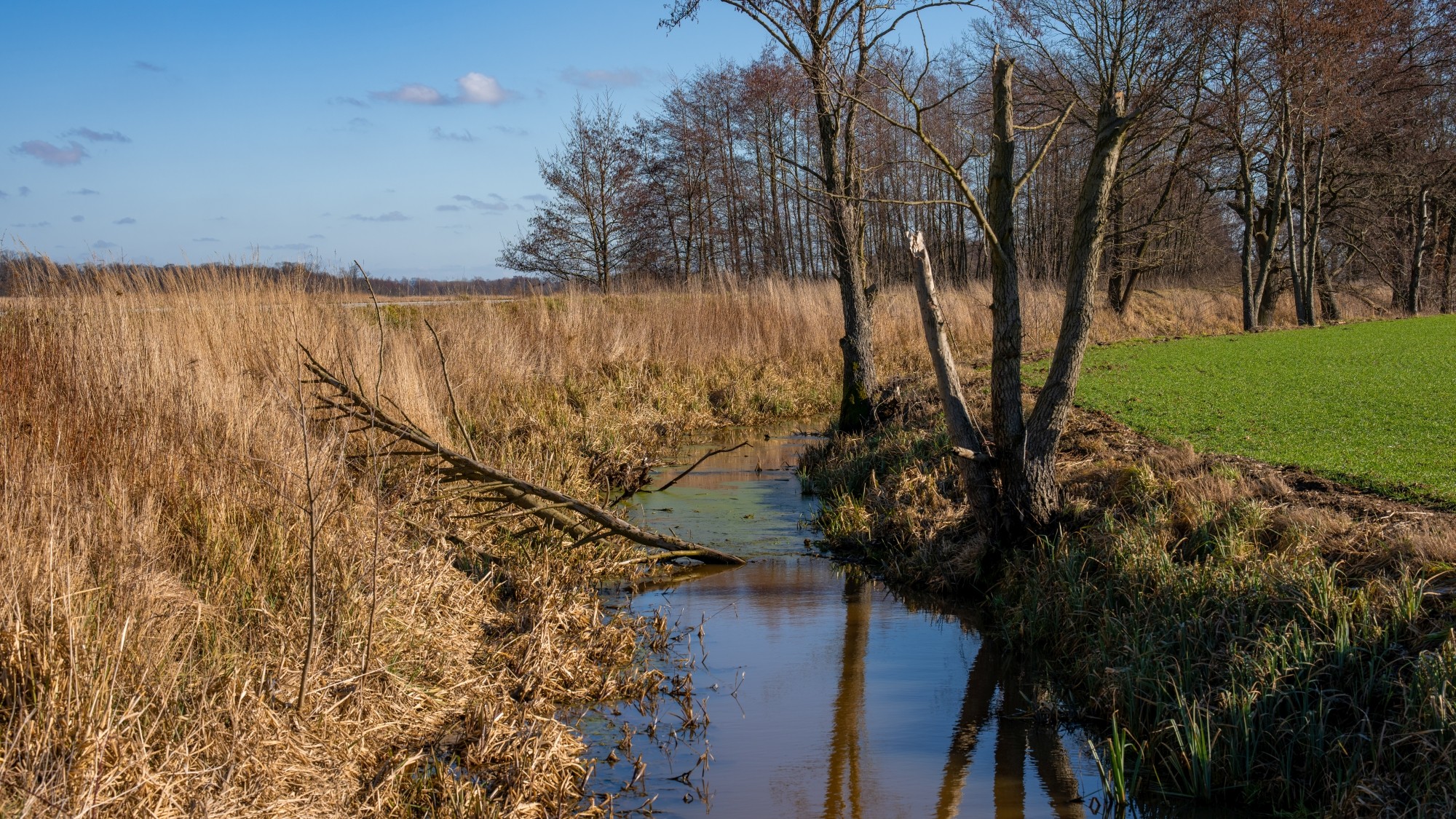 Wiosna coraz bliżej - zdjęcie 32