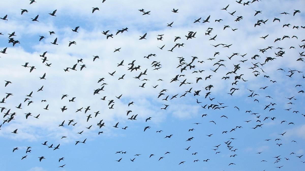 Klucze ptaków na Polską. Co się dzieje? Fot. Pixabay.