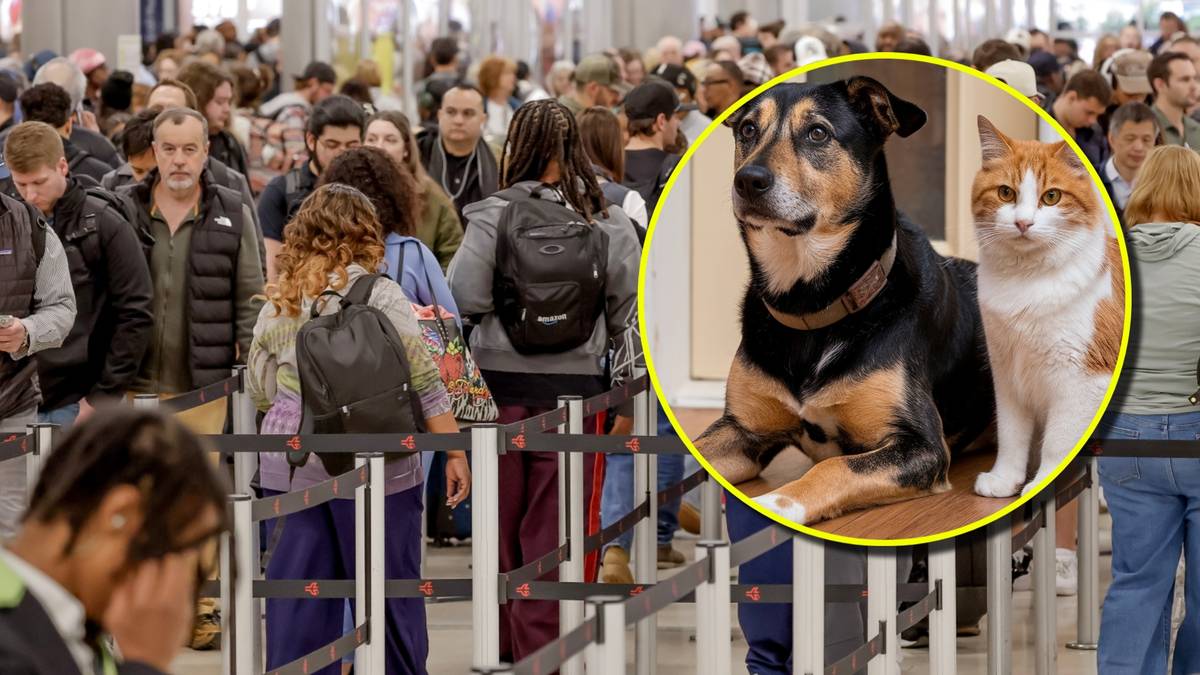 "Powietrzny most dla zwierząt". Dziesiątki psów i kotów ewakuowano z Bliskiego Wschodu