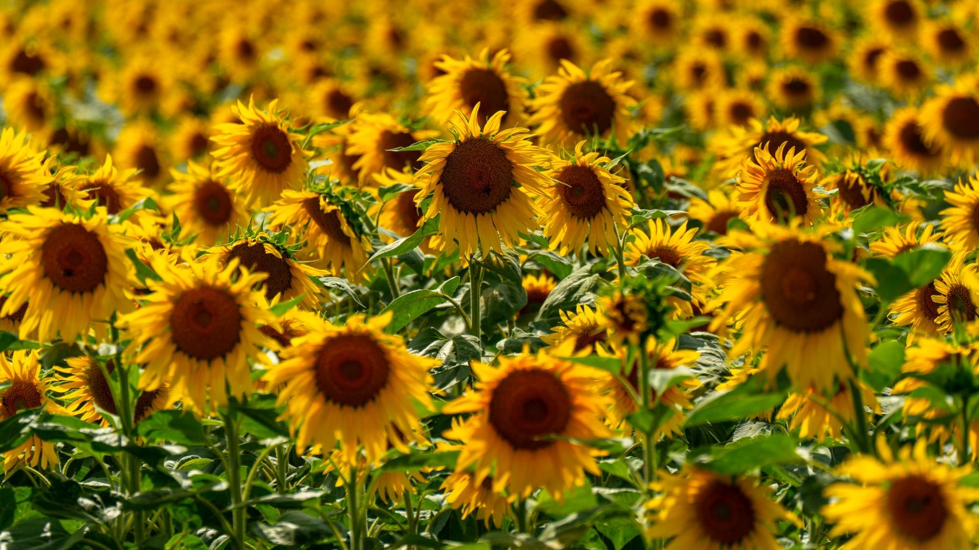 Kolory lata - zdjęcie 12