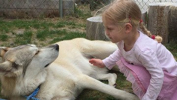 Pies-terapeuta zabity przez myśliwego. "Wziął go za wilka"
