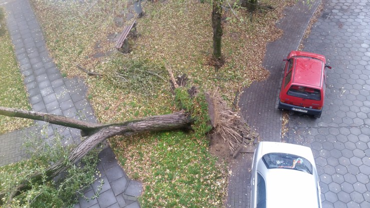 Silny wiatr powalił drzewo przy ul. Parkowej w Nysie (Opolskie)