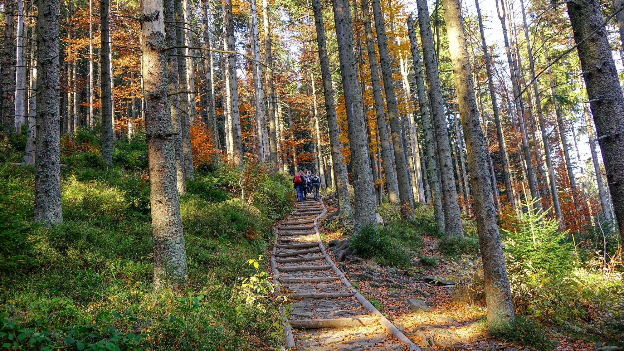 Urocze zakątki w lasach - zdjęcie 6