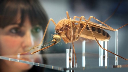 Pentagon stworzył zmodyfikowane genetycznie owady do przenoszenia wirusów