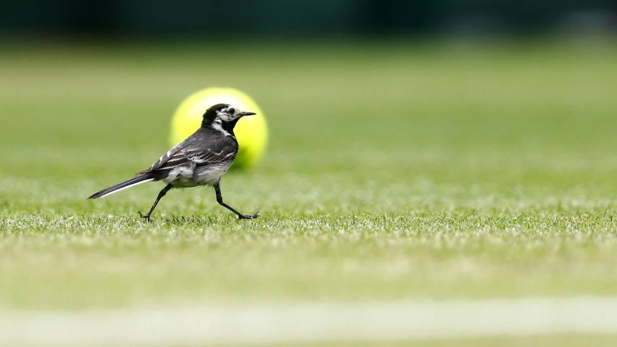 Wimbledon online. Transmisja meczów z kortu numer 7 - 07.07