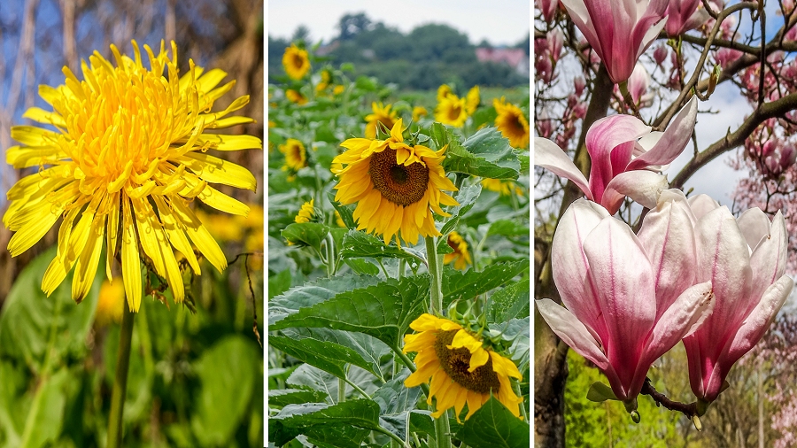 22.06.2019 06:00 Dmuchawce, słoneczniki i magnolie zatruwają nas groźnym ozonem, który rocznie zabija 375 tysięcy osób