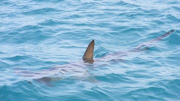 Drony wykrywające rekiny będą patrolowały wybrzeża w Australii