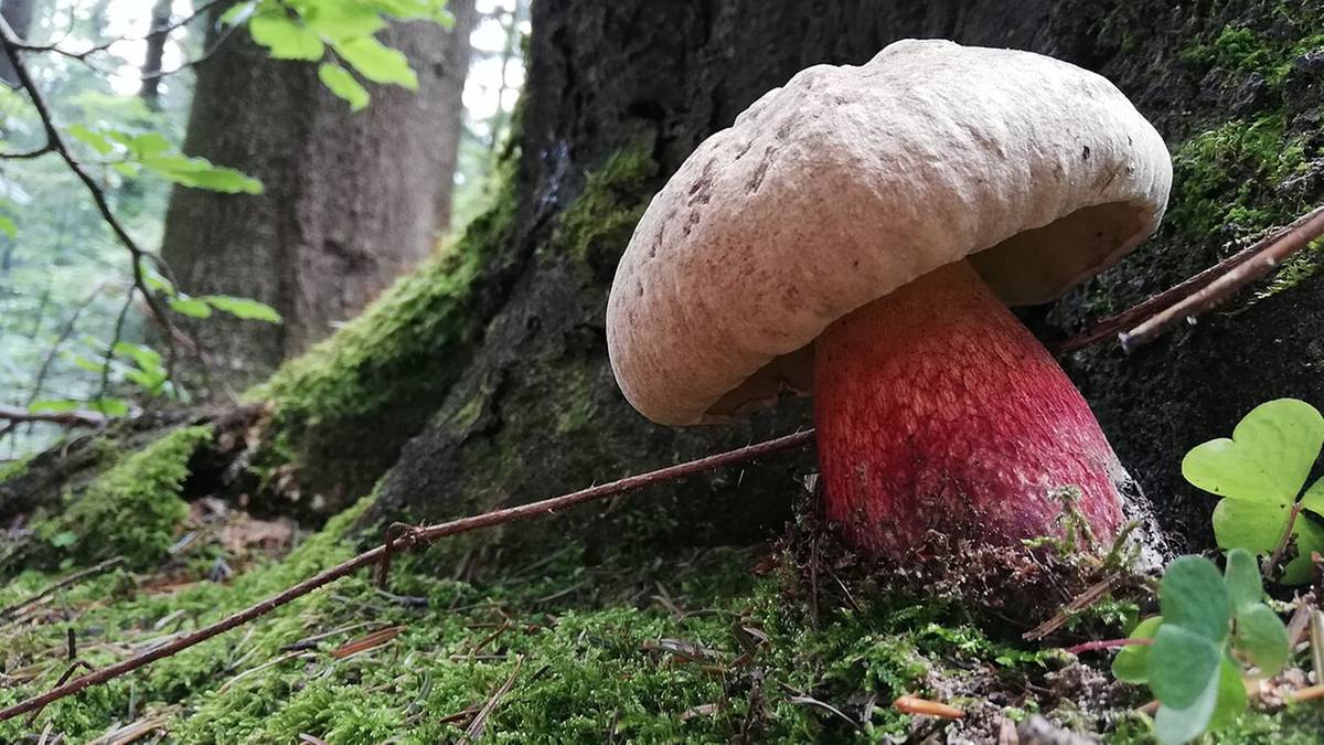 W lasach trwa wysyp grzybów, ale trzeba uważać na gatunki trujące