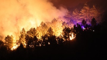 Rekordowe pożary lasów w Europie. "Obawiamy się, że będzie jeszcze gorzej"