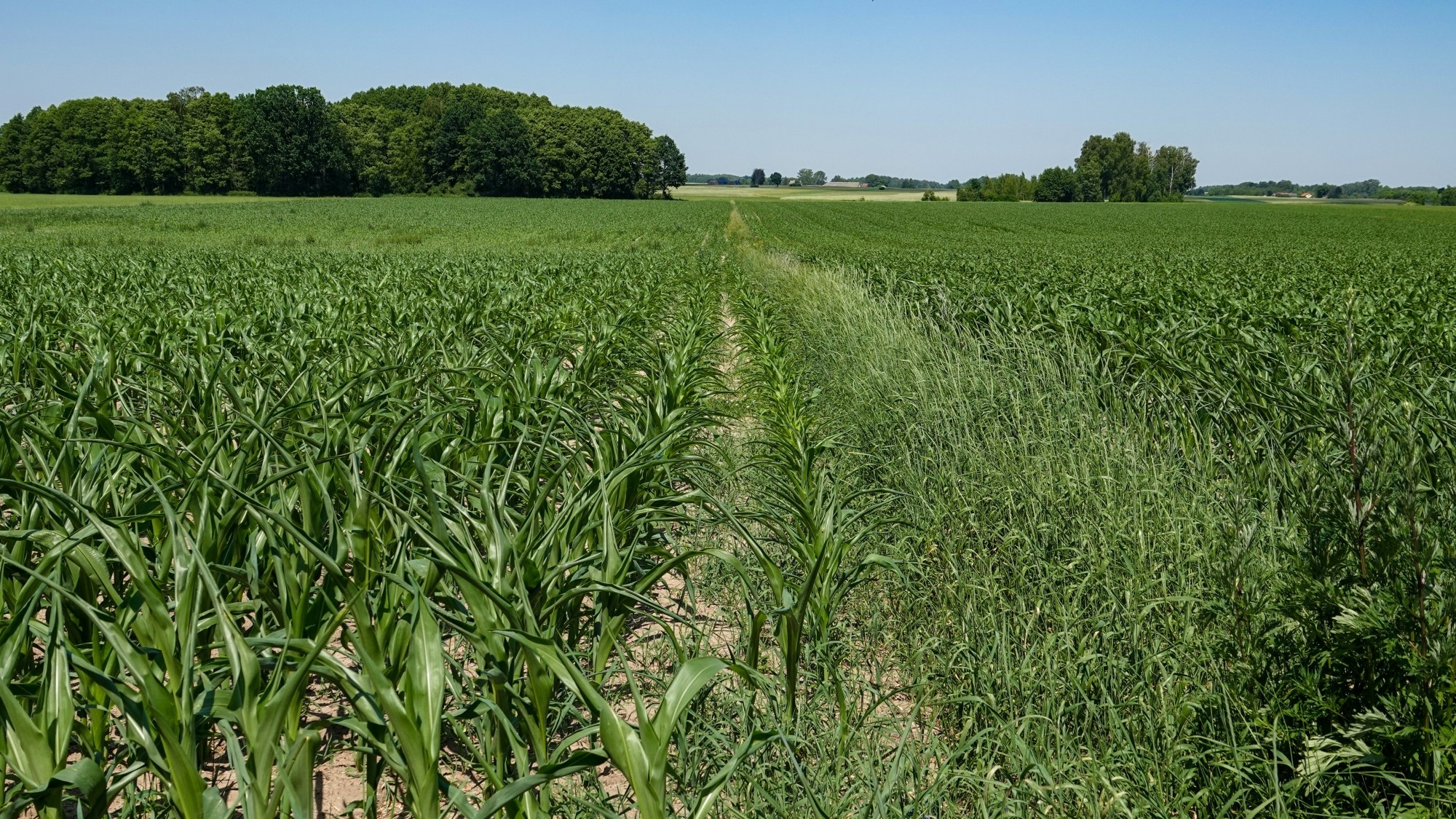 Lato w plenerze - zdjęcie 45