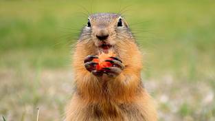 03.02.2024 05:56 Ten uroczy gryzoń „przewidział” kiedy nadejdzie wiosna. Czy ma dla nas dobrą wiadomość?