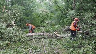 29.08.2017 07:06 Nawałnica w Puszczy Białowieskiej powaliła tysiące drzew