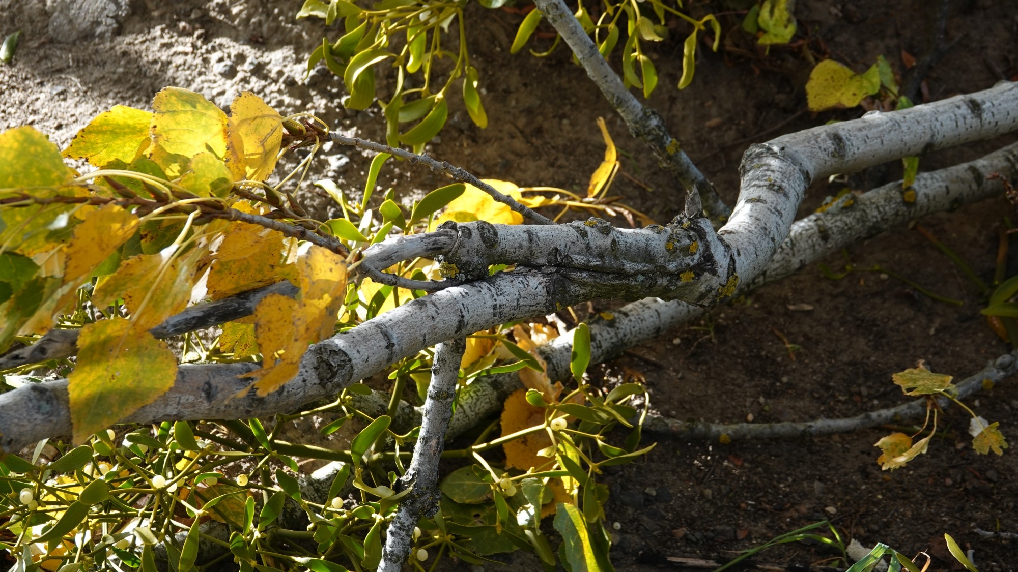Wichura w Polsce - zdjęcie 11
