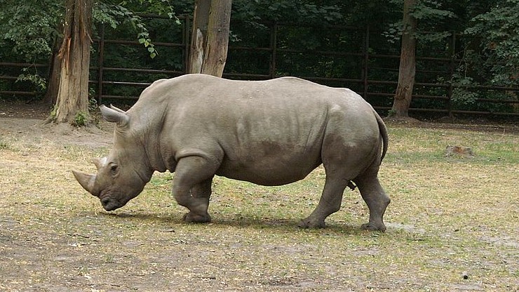 Pradziejowy nosorożec odkryty pod Gorzowem Wielkopolskim. Pierwszy taki przypadek w Polsce