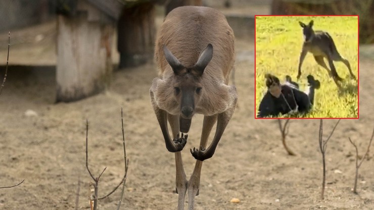Australia: Chciała pogłaskać odpoczywającego kangura. Zwierzę wpadło w szał