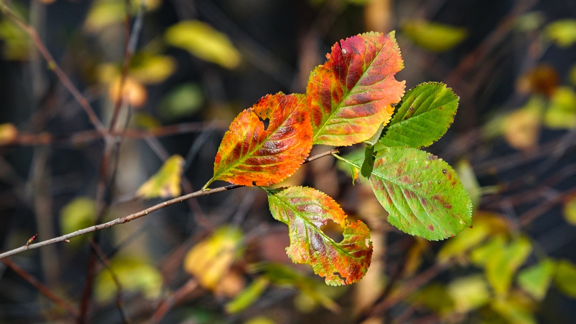 Wszystkie barwy jesieni - zdjęcie 64