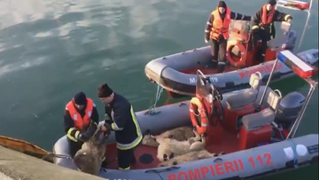 Ratownicy wyciągają z morza żywe owce. Po czterech dniach od katastrofy statku