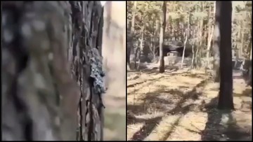 Ukraińcy walczą w lasach. Nagranie z perspektywy żołnierza