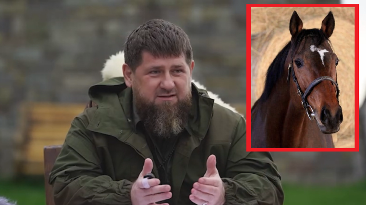 Czechy. Koń Kadyrowa skradziony. Policja poszukuje sprawców