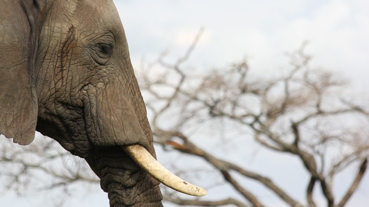12 lat więzienia dla najsłynniejszego handlarza kością słoniową
