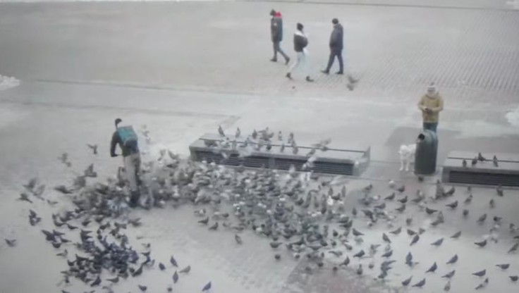 Kraków: dostawca jedzenie rozjechał gołębie. Odpowie przed sądem