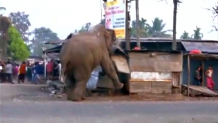 Słoń zdemolował miasto w Indiach. Zniszczył domy i samochody