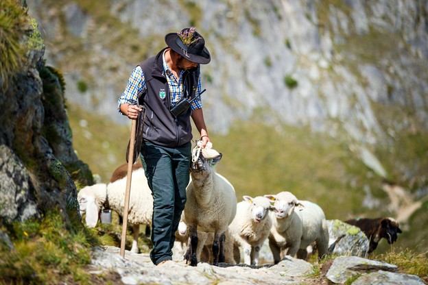 Marsz owiec przez Alpy