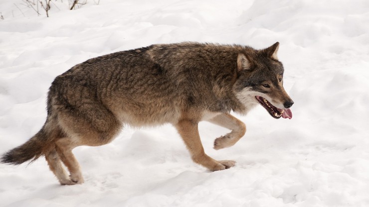 Rosja: udusił wilka gołymi rękoma [WIDEO]