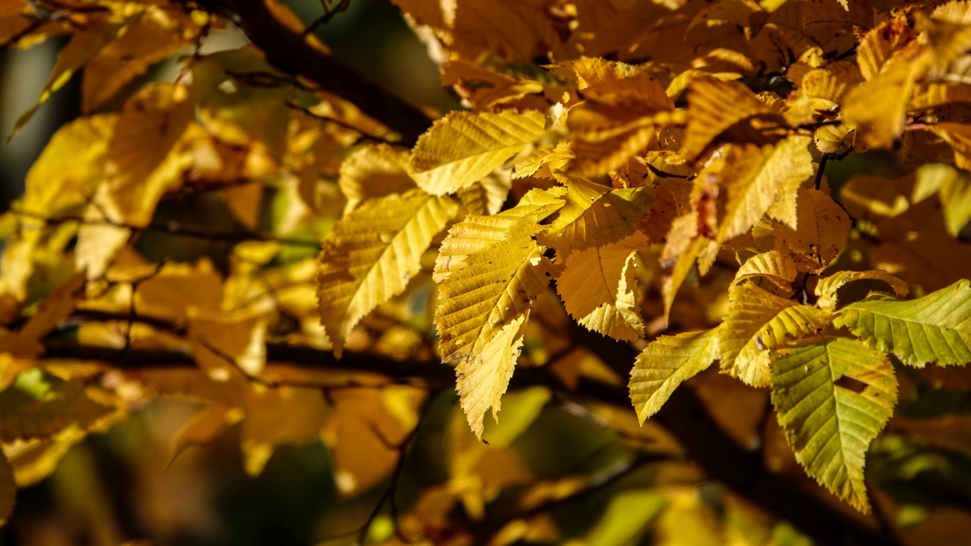 Wszystkie barwy jesieni - zdjęcie 67