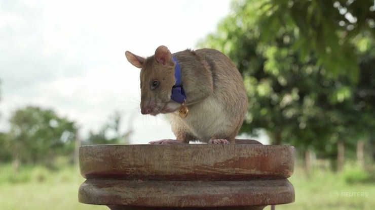 Kambodża. Szczur-saper odchodzi na zasłużoną emeryturę