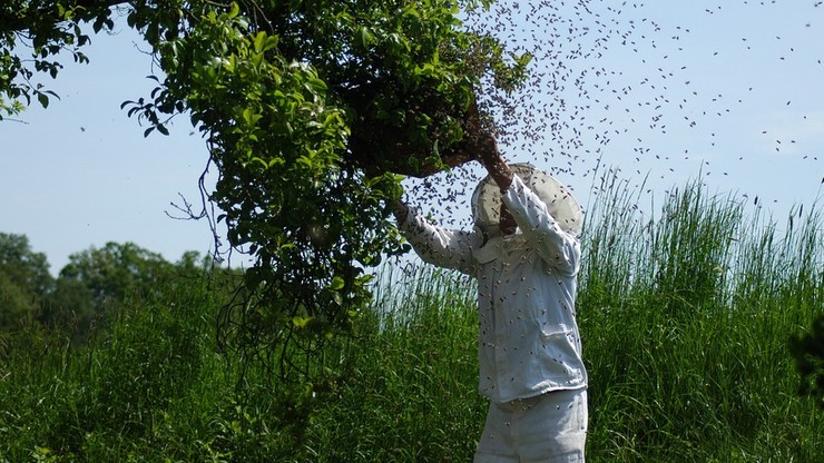 RPA. Sądził, że pszczoły są jego przodkami. Mężczyzna zmarł po wielokrotnych użądleniach