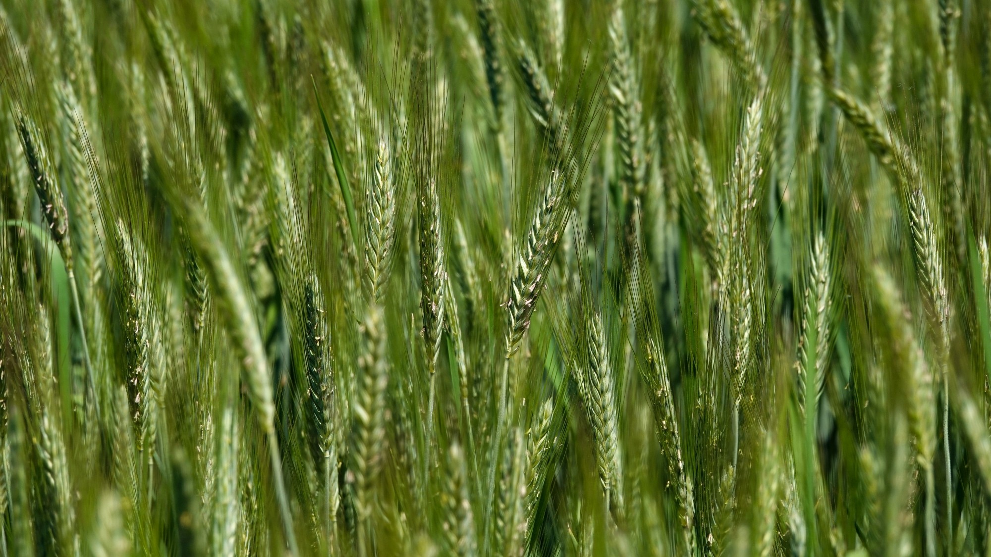 Uroki zielonej pory roku - zdjęcie 46