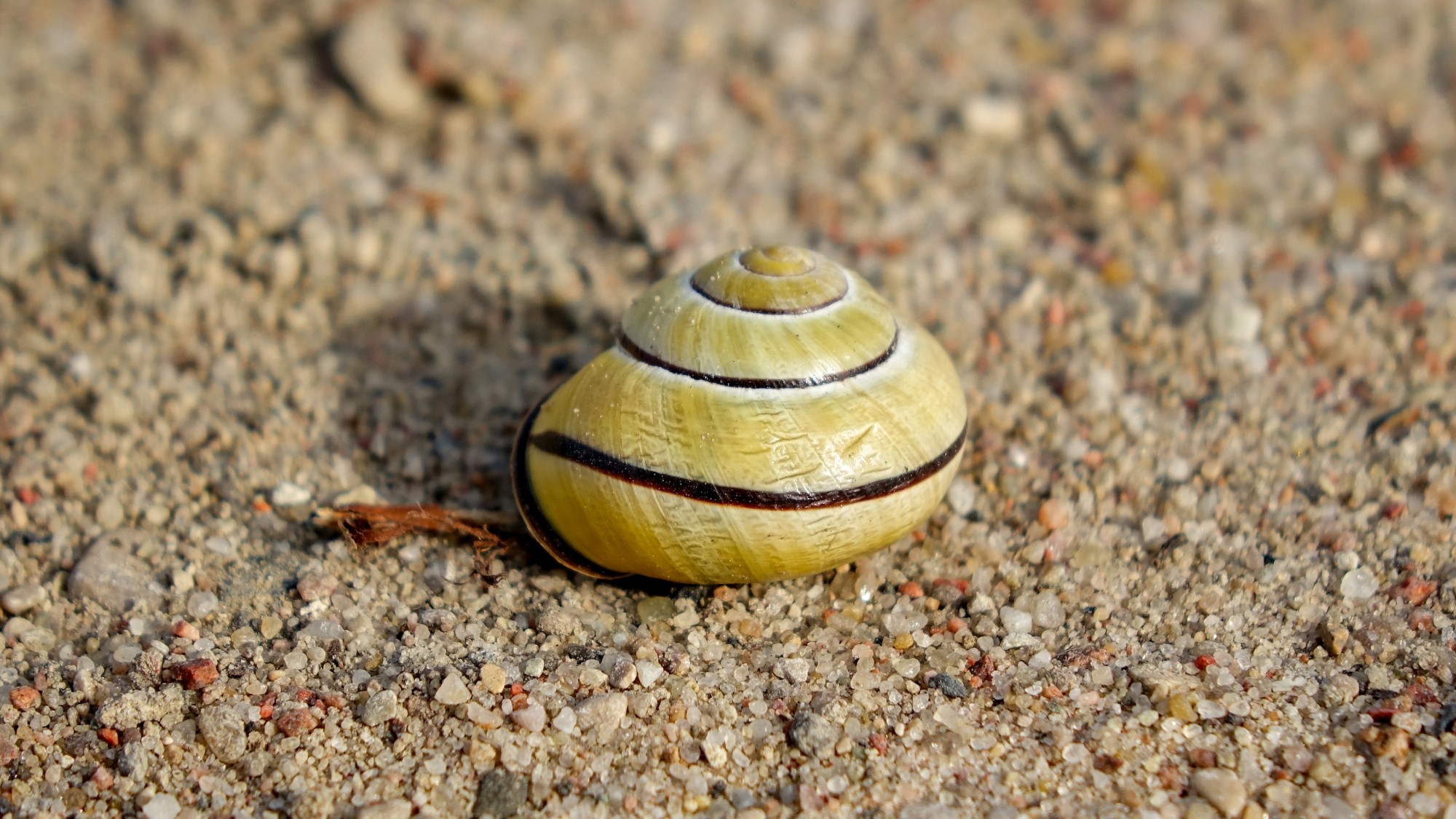 Z kamerą wśród zwierząt - zdjęcie 66