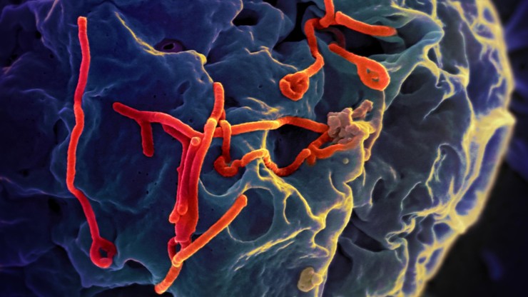 Holandia. Władze wydały komunikat w sprawie epidemii Eboli. Ostrzeżenia dla turystów