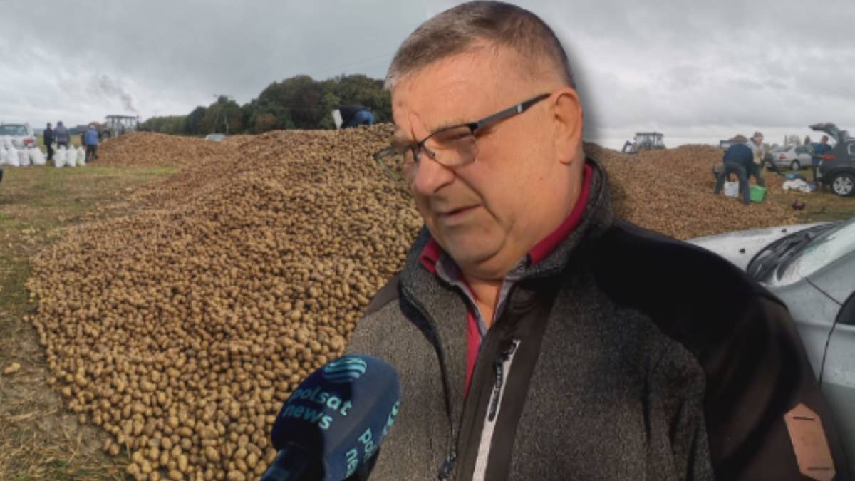 150 ton ziemniaków zniknęło z pola w Dąbrowicy. Wszystko przez plotkę