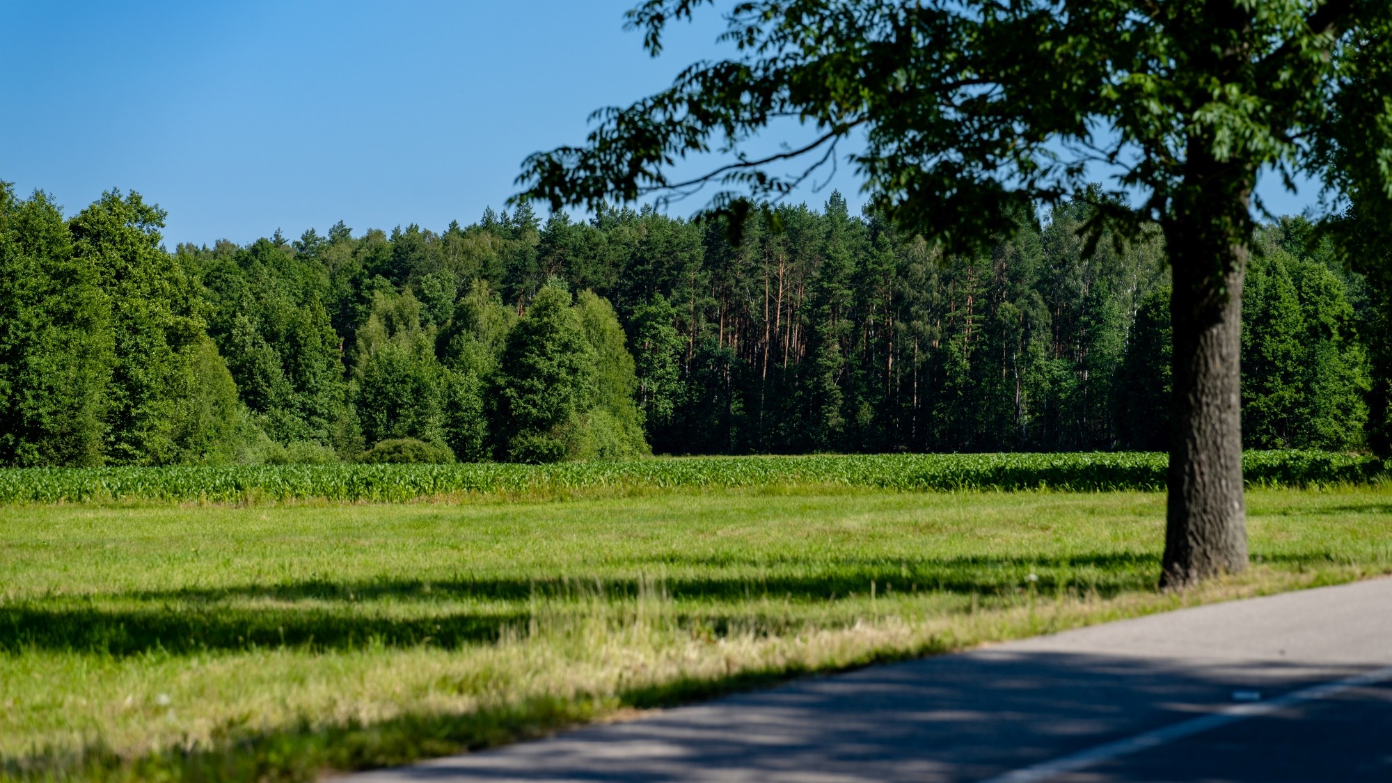 Kolory lata - zdjęcie 43